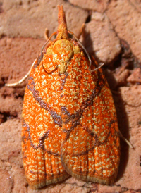 Reticulated Fruit Tortrix